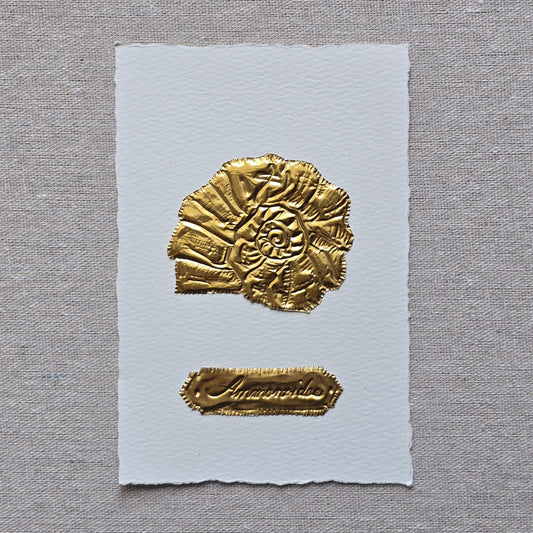 CARTE AMMONITE